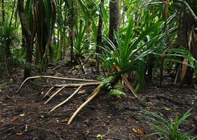Pandanus dubius, Nggatirana, Solomon Islands