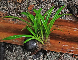 Pandanus dubius, numerous plantlets emerging from the brush base of a single drupe, Nggatirana, Halisi, Solomon Islands