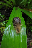 Pandanus dubius, one drupe, Nggatirana, Halisi, Solomon Islands