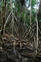 Pandanus dubius,  stilt roots, Nggatirana, Halisi, Solomon Islands