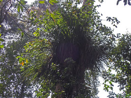 Benstonea epiphytica, Fraser&#039;s Hill, Malaysia