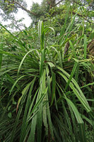 Benstonea sp., probably a new species related to Benstonea epiphytica, long acuminate leaves, Gunung Mulu NP, Sarawak, Borneo