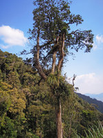 Benstonea epiphytica on an isolated tree of a forest remnant, Genting Highlands, Malaysia