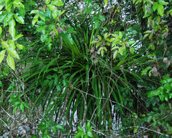 Pandanus epiphyticus, on a tree branch overhanging the Temburong river,detail, Brunei, Borneo
