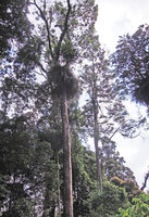 Benstonea epiphytica, population of basally clumped individuals on a tree, Genting Highlands, Malaysia