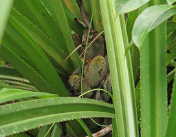 Benstonea sp., probably a new species related to Benstonea epiphytica, syncarps in the rosette center, Gunung Mulu NP, Sarawak, Borneo