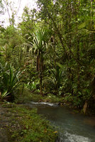 Pandanus joskei, individuals in a forest stream, Colo-I-Suva, Viti Levu, Fiji, Aug. 2016