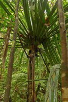 Pandanus joskei, old axillary inflorescence just under the apical leaf rosette, Colo-I-Suva, Viti Levu, Fiji, Aug. 2016