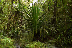 Pandanus joskei, young individuals in a forest stream, Colo-I-Suva, Viti Levu, Fiji, Aug. 2016