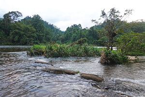 Benstonea thwaitesii, rheophytic vegetative population in Kelani Ganga river, Kitulgala, Sri Lanka