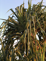 Pandanus kirkii on sea shore, female individual with maturing fruit, Kigomasha peninsula, Pemba, Tanzania