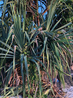 Pandanus kirkii on sea shore, glaucous leaves, Kigomasha peninsula, Pemba, Tanzania
