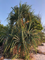 Pandanus kirkii on sea shore, Kigomasha peninsula, Pemba, Tanzania