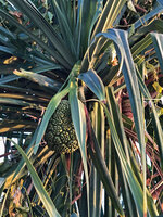 Pandanus kirkii on sea shore, terminal hanging infructescence, Kigomasha peninsula, Pemba, Tanzania