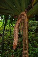 Pandanus macrocarpus, hanging old central infructescence axis once all the drupes have fallen, Port Boise, New Caledonia