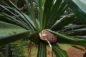 Pandanus macrocarpus, infructescence, Port Boise, New Caledonia