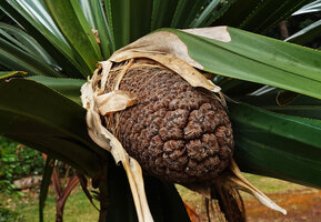 Pandanus macrocarpus, infructescence with phalanges of drupes, Port Boise, New Caledonia