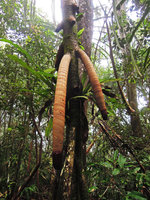 Pandanus papuanus, strong, vigorous stilt roots, Varirata NP,Papua New Gunea