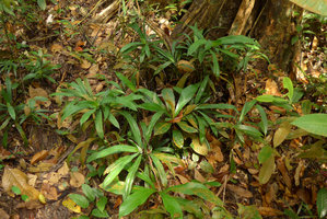 Pandanus parvus, vegetative clump, Mac Ritchie, Singapore