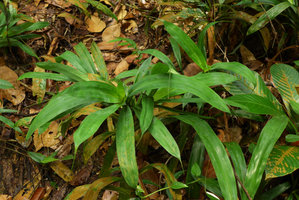 Pandanus parvus, very long acuminate leaf tips, Mac Ritchie, Singapore