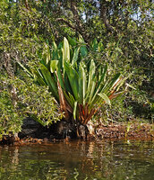 Pandanus platyphyllus, young plants, Manambato, Canal des Pangalanes, Madagascar
