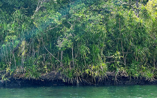 Pandanus polycephalus, dense population on bracckish estuarine river banks, Kali Biru, Warsambin, Waigeo, Raja Ampat, West Papua