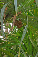 Pandanus polycephalus, hanging infructescences, Danau Wai Ela, Lima, Ambon, Moluccas