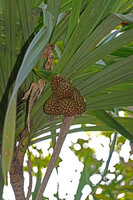 Pandanus polycephalus, infructescences, Danau Wai Ela, Lima, Ambon, Moluccas