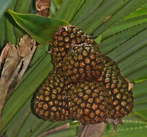 Pandanus polycephalus, maturing infructescences, Danau Wai Ela, Lima, Ambon, Moluccas