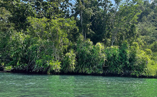 Pandanus polycephalus on muddy banks of estuary filled with brackish water, Kali Biru, Warsambin, Waigeo, Raja Ampat, West Papua