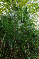 Pandanus polycephalus, tufted apical foliage, Danau Wai Ela, Lima, Ambon, Moluccas