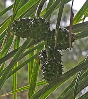 Pandanus pulcher, coalescent drupes of each cephalium retaining the spiny stigma, Anjozorobe, Madagascar