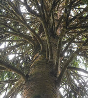 Pandanus pulcher, continuous spiral insertion of the lateral branches along the main trunk, Anjozorobe, Madagascar