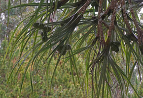 Pandanus pulcher, terminal infructescences with multiple cephalia on the lateral branches, Anjozorobe, Madagascar