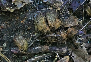 Pandanus rabaiensis drupes on forest floor, Kimboza FR, Uluguru, Tanzania