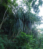 Pandanus rabaiensis, East Usambara, 300 m asl, Tanzania