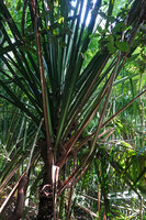 Pandanus rabaiensis, erect leaves in the crown, Kimboza FR, Uluguru, Tanzania