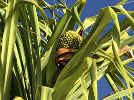 Pandanus rabaiensis, erect maturing infructescence, Kigomasha peninsula, Pemba, Tanzania