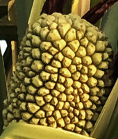 Pandanus rabaiensis, infructescence with separate drupes, Kigomasha peninsula, Pemba, Tanzania