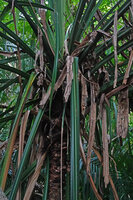 Pandanus rabaiensis, leaf litter accumulation in the center of the funnel shaped leafy crown, the perfect habitat for the blue gecko, Lygodactylus williamsi, Kimboza FR, Uluguru, Tanzania