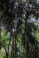 Pandanus rabaiensis, old branched individuals, Kimboza FR, Uluguru, Tanzania