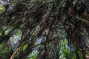 Pandanus rabaiensis, old tall branched individuals, Kimboza FR, Uluguru, Tanzania