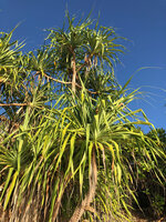 Pandanus rabaiensis on sea shore, Kigomasha peninsula, Pemba, Tanzania