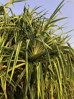 Pandanus rabaiensis on sea shore, leaves and infructescence, Kigomasha peninsula, Pemba, Tanzania