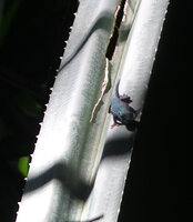 Pandanus rabaiensis spiny leaf and the dwarf blue gecko, Lygodactylus williamsi, Kimboza FR, Uluguru, Tanzania