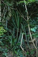 Pandanus rabaiensis, Zamioculcas zamiifolia and a young Dracaena aletriformis, East Usambara, 300 m asl, Tanzania