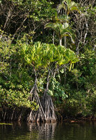 Pandanus rollotii and Chrysalidocarpus lutescens , Manambato, Canal des Pangalanes, Madagascar