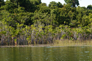 Pandanus rollotii, dense population along the canal banks, Manambato, Canal des Pangalanes, Madagascar
