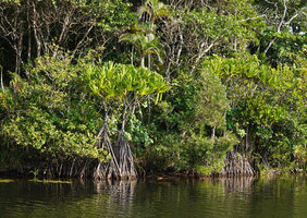Pandanus rollotii with numerous long stilt roots and Chrysalidocarpus lutescens, Manambato, Canal des Pangalanes, Madagascar