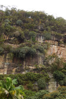 Pandanus sp. along vertical full light exposed seeping rock and summit forest, Harau valley, West Sumatra